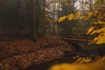 Wooden bridge with lots of trees in a foggy forest.