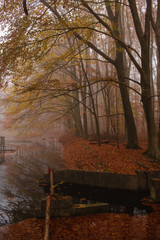 Trees with water in a foggy forest