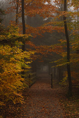 Path leading into the forest with a wooden bridge