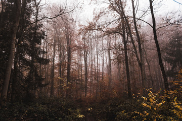 Foggy forest in autumn colors