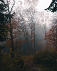 Foggy forest 