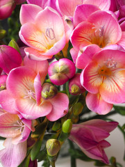 bloom of pink freesias flowers, greeting card for summer or spring holidays