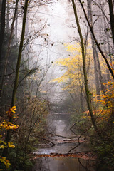 Small river in a foggy forest