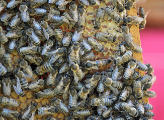 In the hive, the bee family is on the honeycomb.