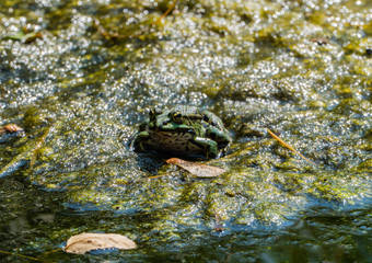 Frosch auf Moor 
