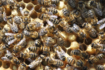 In the hive, the bee family is on the honeycomb.