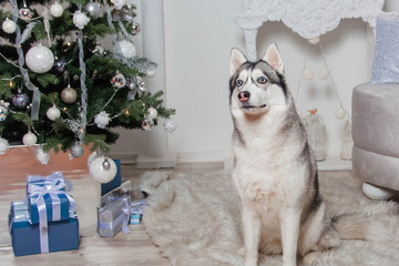 A husky dog sits on a fur carpet next to a Christmas tree, fireplace and sofa.