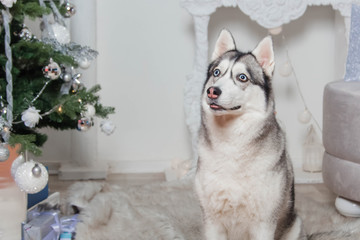 A husky dog sits on a fur carpet next to a Christmas tree, fireplace and sofa.