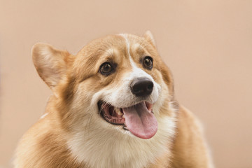 smiling red-haired corgi dog breed on light pink background portrait close-up