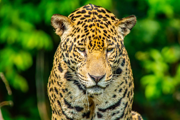 Fototapeta na wymiar jaguar face