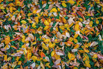 Autumn colours - beautiful close up shot of red and orange coloured leaves