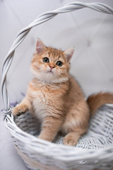 kitten scottish british cat burma munchkin animals