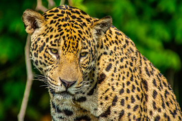Fototapeta na wymiar jaguar beautiful face