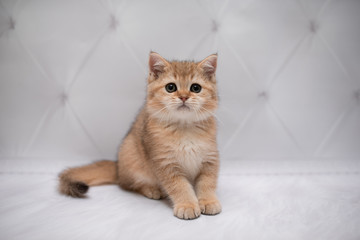 kitten Scottish British cat Burmese munchkin animals