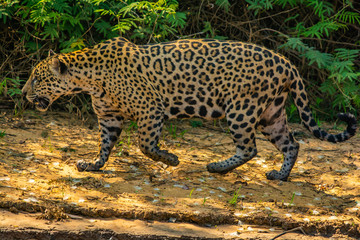 jaguar walking © Tiffany