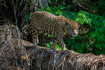 jaguar walking on log © Tiffany