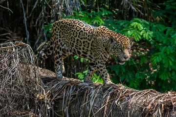 Foto op Plexiglas jaguar walking on log © Tiffany