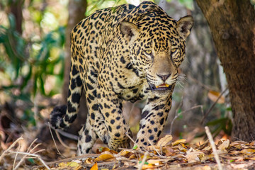 jaguar walking in forest