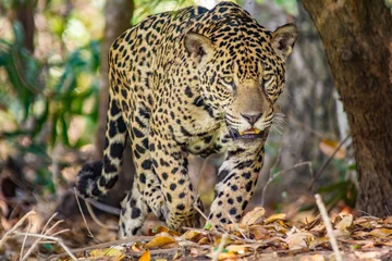 Foto op Plexiglas jaguar wandelen in het bos © Tiffany
