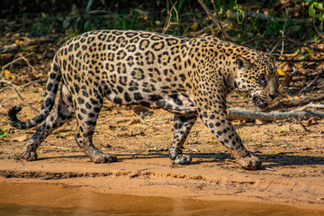 jaguar walking on sand