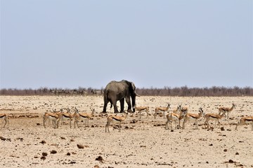 Fototapeta na wymiar Elephant bull going away from waterhole. Springboks around and zebras in the back
