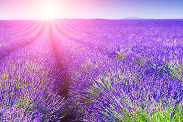 Fototapeta na wymiar Lavender firlds at sunset in Provence, France. Beautiful summer landscape