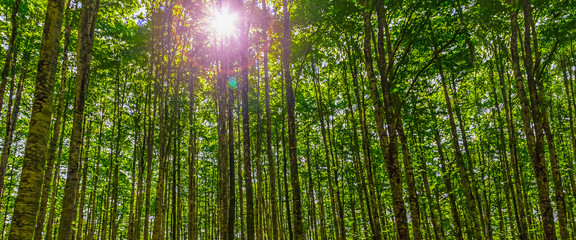 Fototapeta na wymiar Beautiful Panorama in the Forest with the Sun Bursting Through the Trees