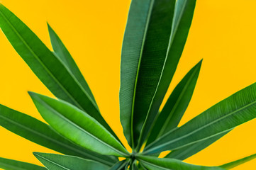 Fototapeta na wymiar Green tropical plant leaves close up isolated on yellow background. High contrast creative nature photography.