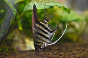 Angelfish or Pterophyllum Fish 