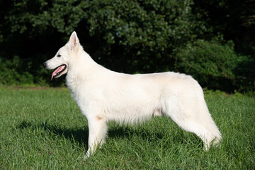 Weißer, schweizer Schäferhund von der Seite in grüner Wiese