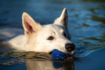 Weißer, schweizer Schäferhund im Wasser mit Spielball