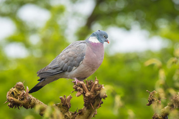 Wood Pigeon, Columba palumbus,