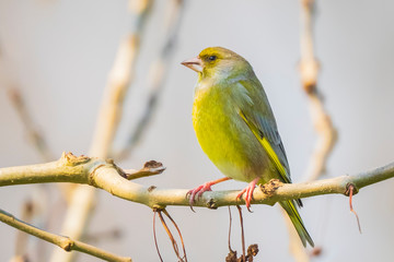 greenfinch male Chloris chloris bird singing