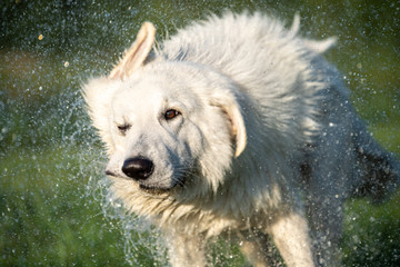 Weißer Schäferhund schüttelt sich Wasser aus dem Fell