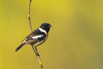 Naklejka premium Stonechat male bird , Saxicola rubicola, perching
