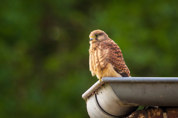 Juvenile Kestrel falco tinnunculus closeup