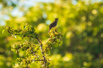 Obraz premium Singing Common Grasshopper warbler bird Locustella naevia mating during spring season