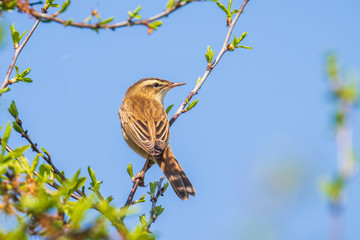 Eurasian reed warbler Acrocephalus scirpaceus bird singing in reeds during sunrise.