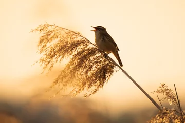 Zelfklevend Fotobehang Eurasian reed warbler Acrocephalus scirpaceus bird singing in reeds during sunrise. © Sander Meertins