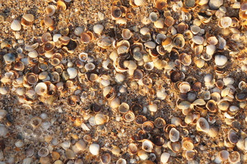 seashells with glare
