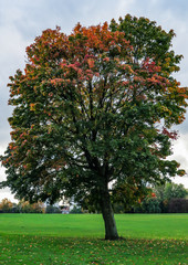 Fototapeta na wymiar tree in park in autumn