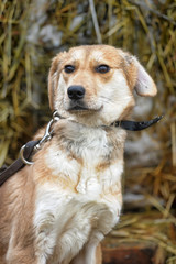 scuffed light brown dog half-breed on a background of hay