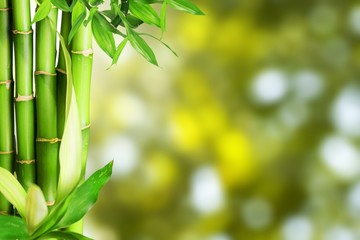 Fototapeta na wymiar Bamboo stalks on a green blurred background