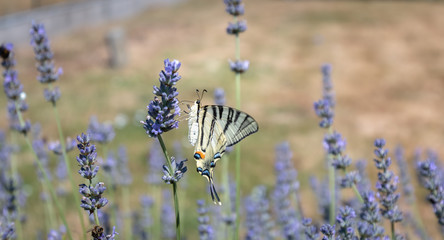 butterfly Iphiclides podalirius flying in a lavender foot in summer
