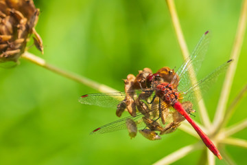 Sympetrum sanguineum Ruddy darter male dragonfly red colored body top view