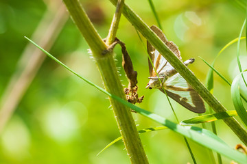 Cydalima perspectalis, Box tree moth hiding in grass