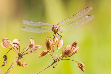 Sympetrum vulgatum, vagrant darter or moustached darter front view