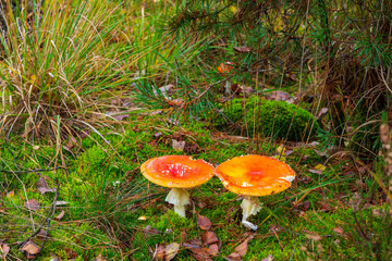 amanita muscaria, fly agaric or fly amanita basidiomycota muscimol mushroom