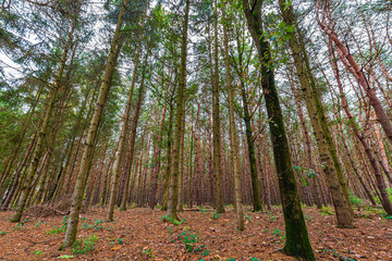 Autumn forest landscape in daylight scenery