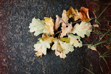 Autumn oak leaves on walkway.